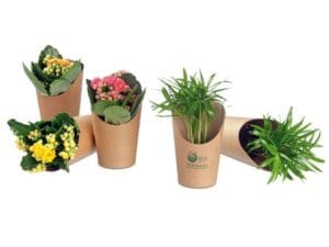 Pflanze Minis im Cup - Bergpalme