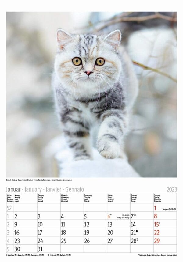 Katzen