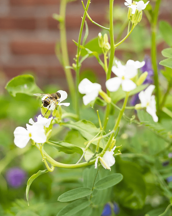 Blossombs Blumenbombe - Blister Karte