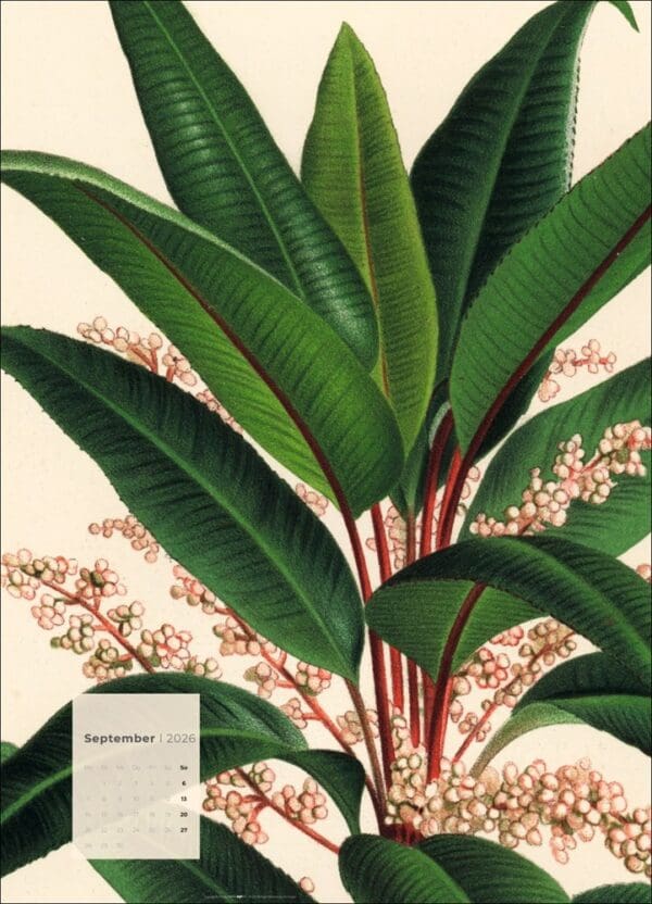 Botanicals