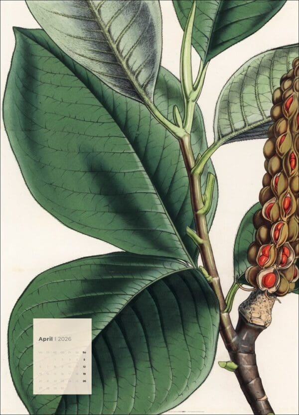 Botanicals