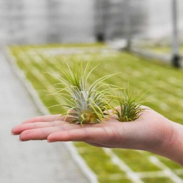 Airplant - Glass bottle large