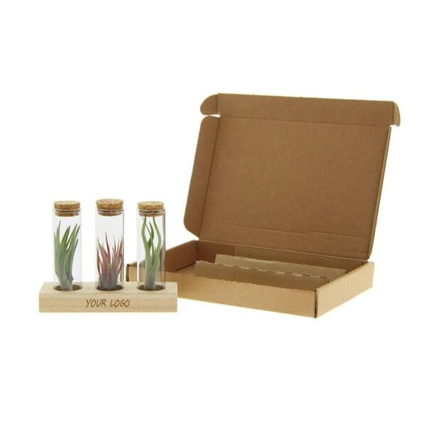 Airplant - Trio tube & wood