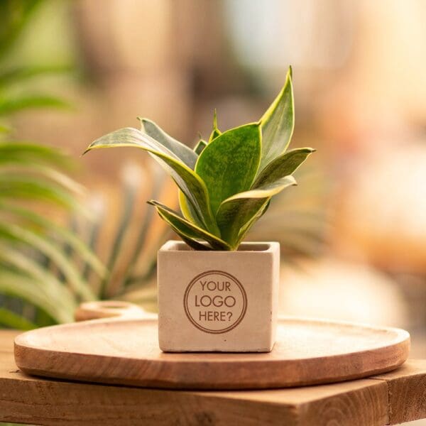 Congreet® plantpots small