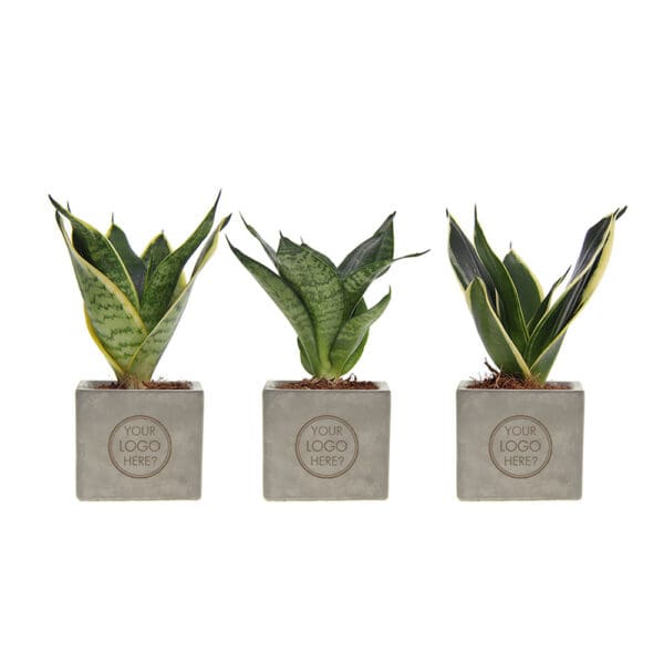 Congreet® plantpots small