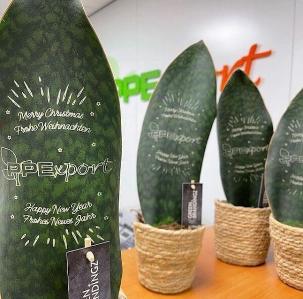 Greenbrandingz® - Sansevieria
