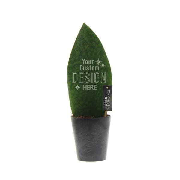 Greenbrandingz® - Sansevieria