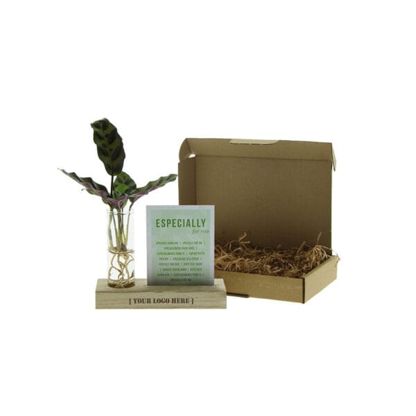 Hydroponic plants - Cardholder & tube