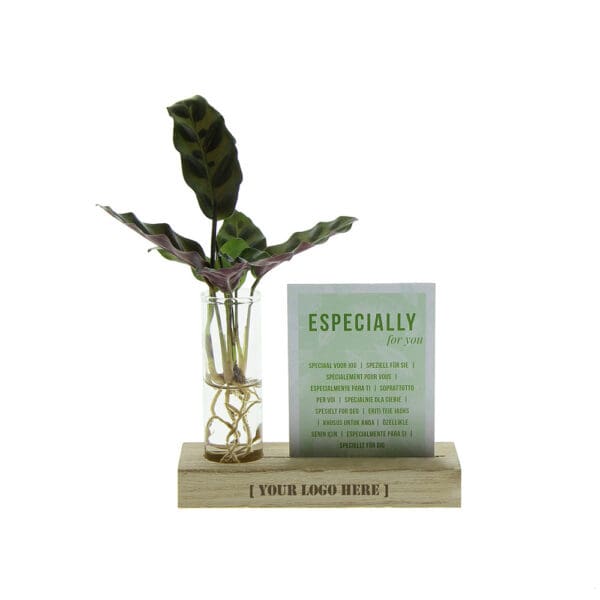 Hydroponic plants - Cardholder & tube