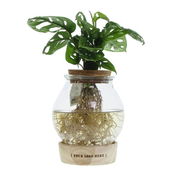 Hydroponic plants - Glass with LED light in giftbox