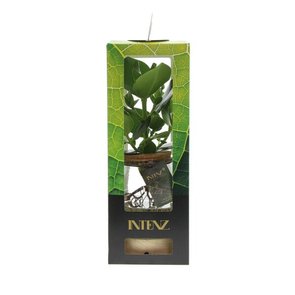 Hydroponic plants - Glass with LED light in giftbox