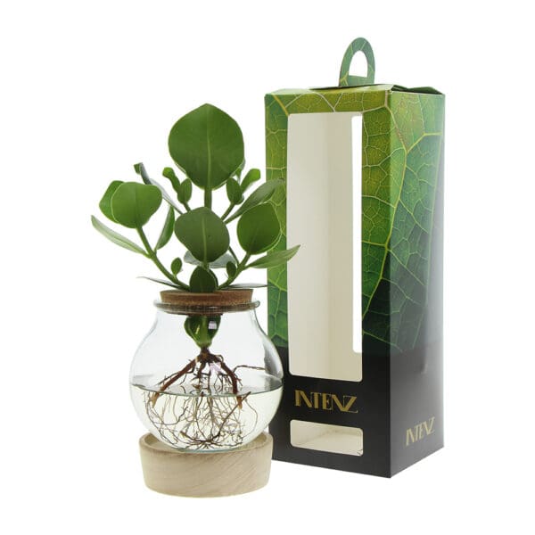 Hydroponic plants - Glass with LED light in giftbox