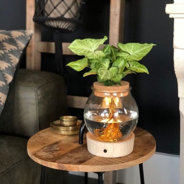 Hydroponic plants - Glass with LED light in giftbox