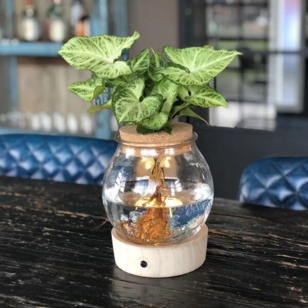 Hydroponic plants - Glass with LED light in giftbox