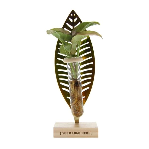 Hydroponic plants - Leaf in giftbox