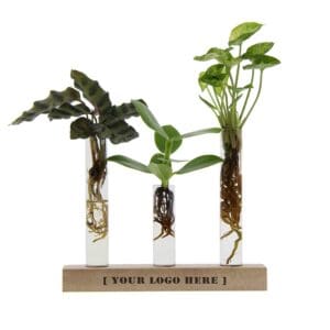Hydroponic plants - Letterbox deluxe