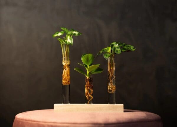 Hydroponic plants - Letterbox deluxe