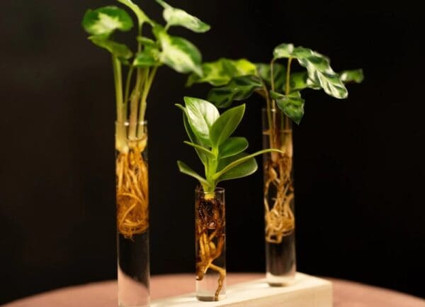 Hydroponic plants - Letterbox deluxe