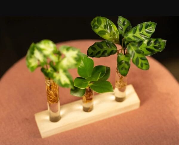 Hydroponic plants - Letterbox deluxe