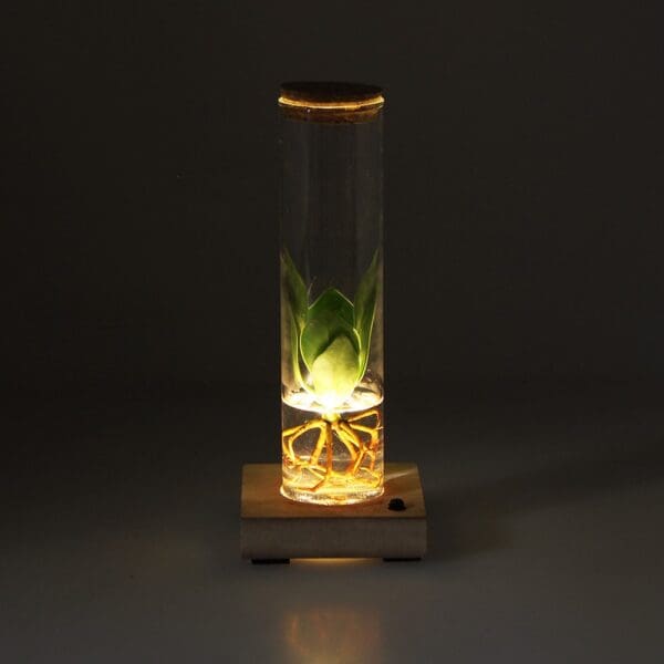 Hydroponic plants - Light bottle in giftbox