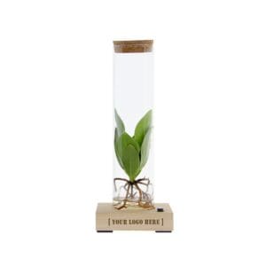 Hydroponic plants - Light bottle in giftbox