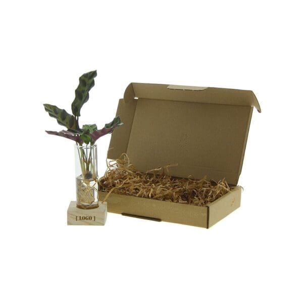 Hydroponic plants - Single tube & wood
