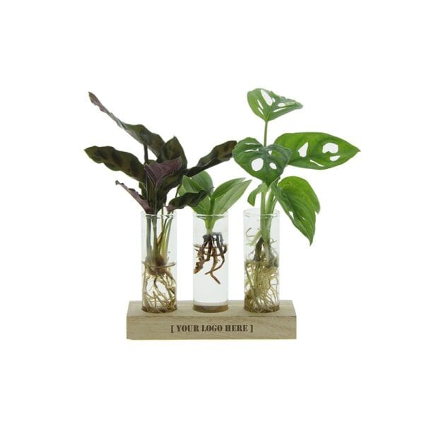 Hydroponic plants - Trio tube & wood