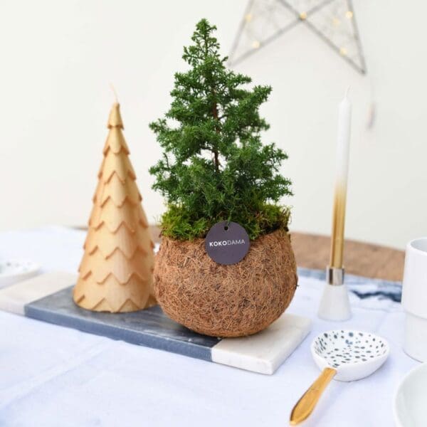Kokodama® - Christmas tree (S)