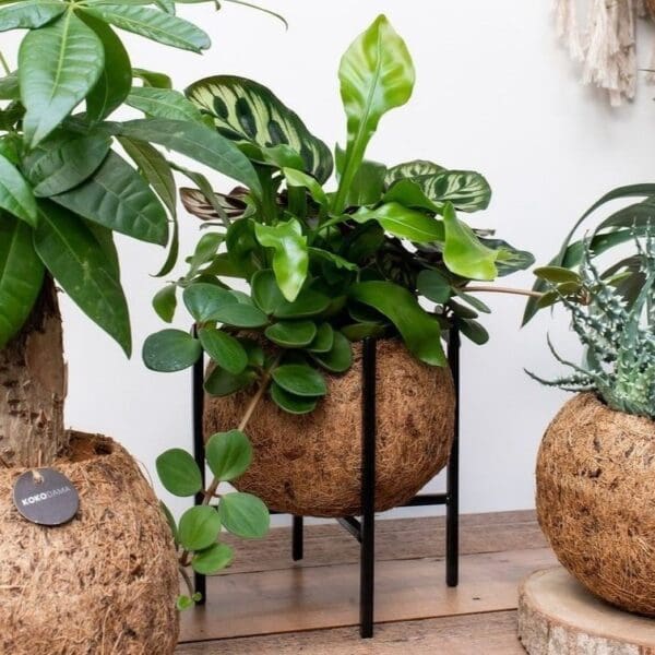 Kokodama® - Industrial easy green mix (M)