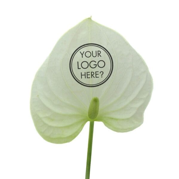 Message Printz® - Anthurium plant