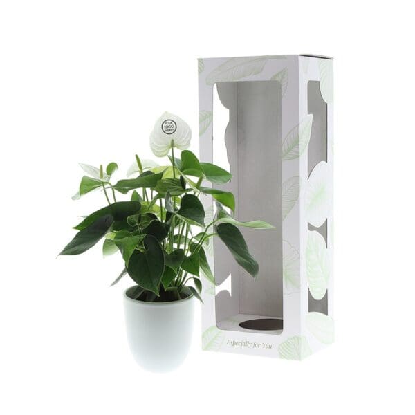 Message Printz® - Anthurium plant