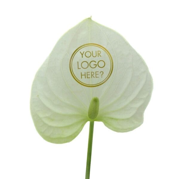 Message Printz® - Anthurium plant