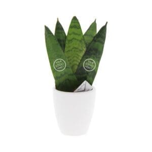 Message Printz® - Sansevieria V-line in Geschenkbox