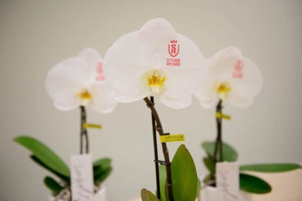 Message Printz® - Singolo Orchidee