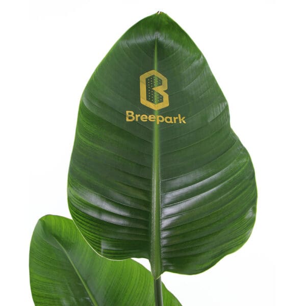 Message Printz® - Strelitzia large