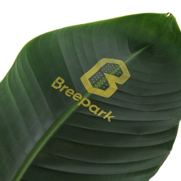 Message Printz® - Strelitzia large