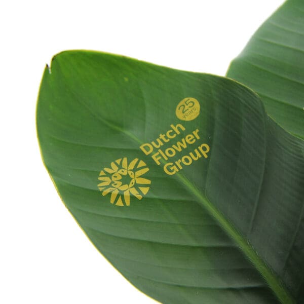 Message Printz® - Strelitzia large