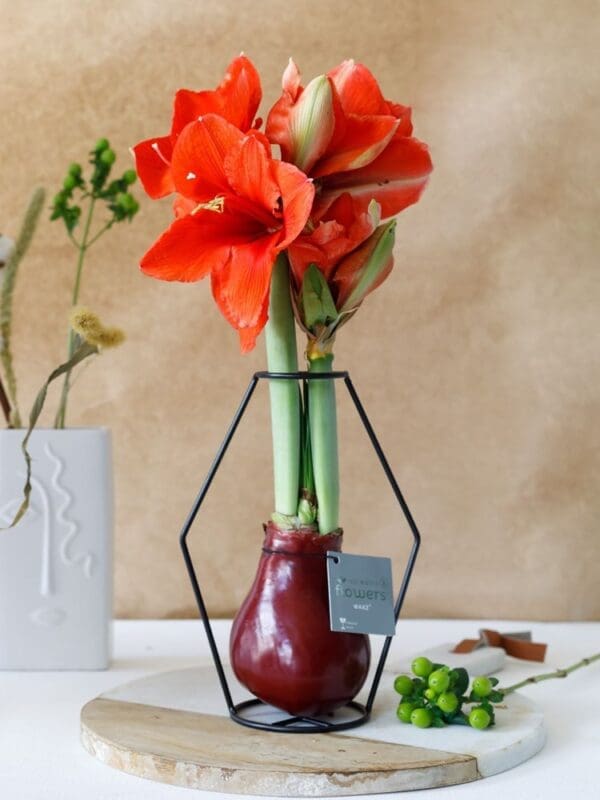 No Water Flowers® - Formz modern