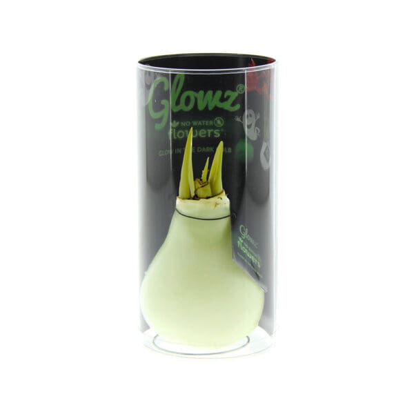 No Water Flowers® -  Glowz