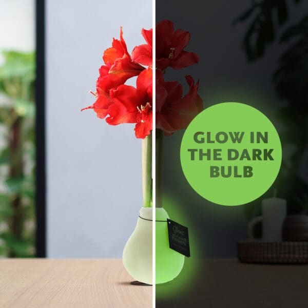 No Water Flowers® -  Glowz