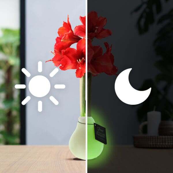 No Water Flowers® -  Glowz