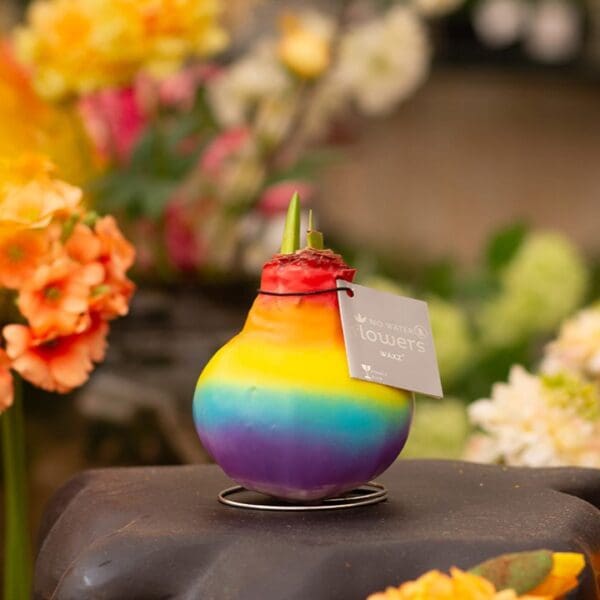 No Water Flowers® - Rainbow
