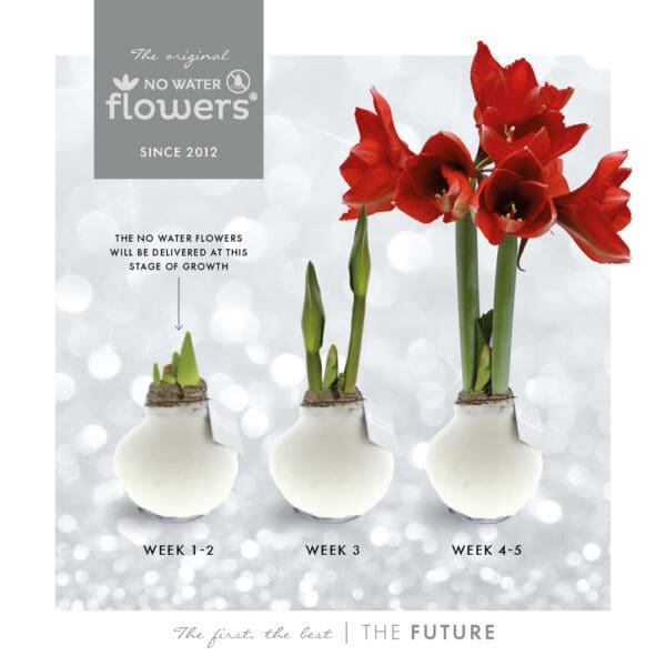 No Water Flowers® - Velvet Touchz®
