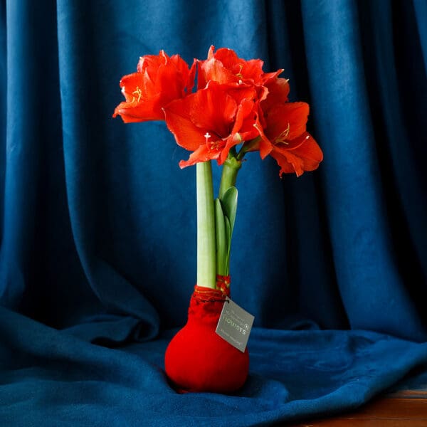 No Water Flowers® - Velvet Touchz®