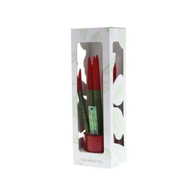Sansevieria TOP-line - Velvet Touchz® medium