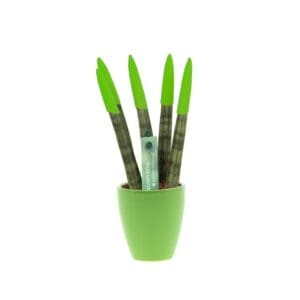 Sansevieria TOP-line - Velvet Touchz® small