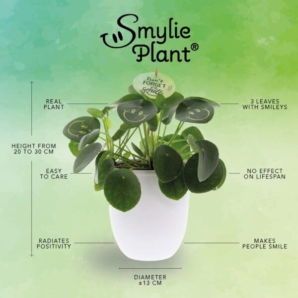 Smylieplant® Happy im Keramiktopf (large)