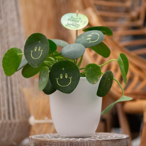 Smylieplant® Happy im Keramiktopf (large)