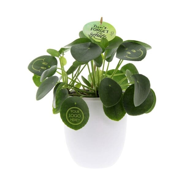 Smylieplant® Happy im Keramiktopf (large)