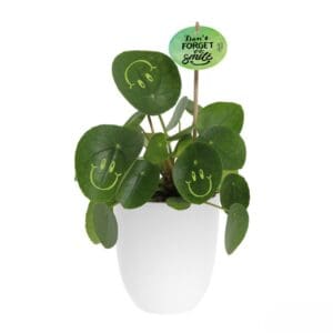 Smylieplant® Happy im Keramiktopf (large)